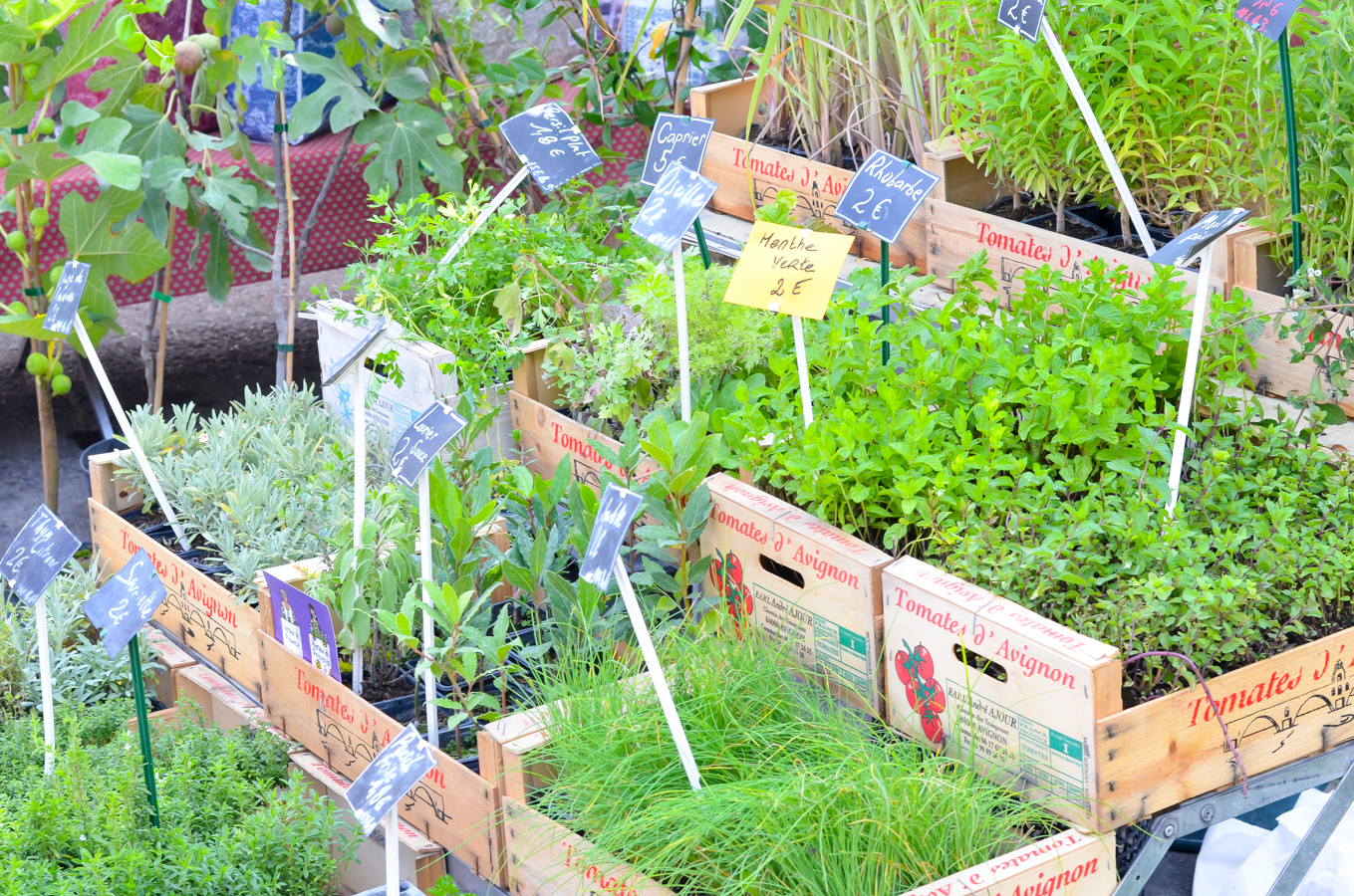 French Markets in Provence - Saint-Rรฉmy-de-Provence Market Photos