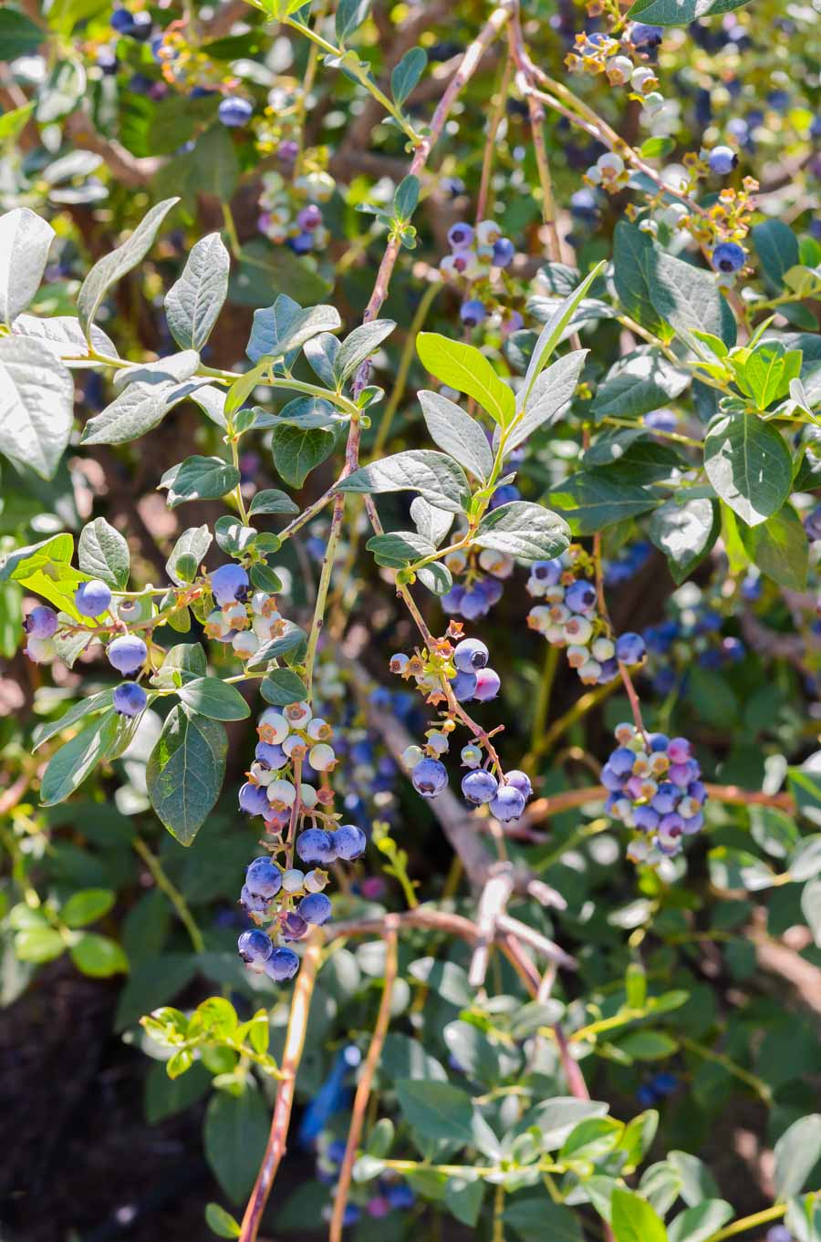 Fresno Fruit Trail Photos