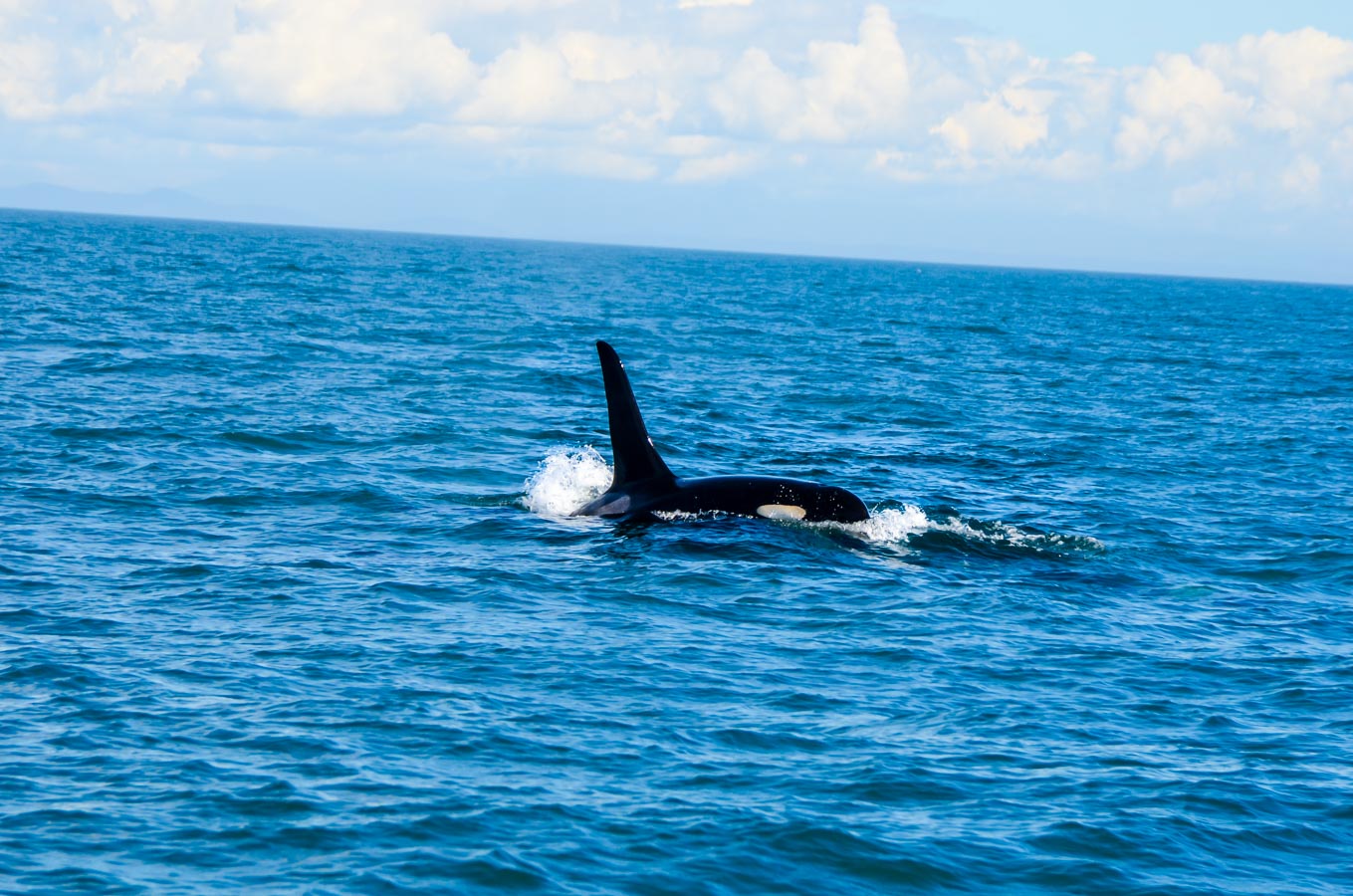 What to Do in Victoria, B.C. Travel Guide | Whale Watching