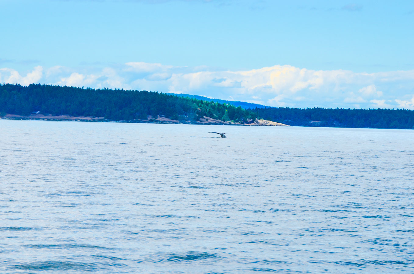 What to Do in Victoria, B.C. Travel Guide | Whale Watching