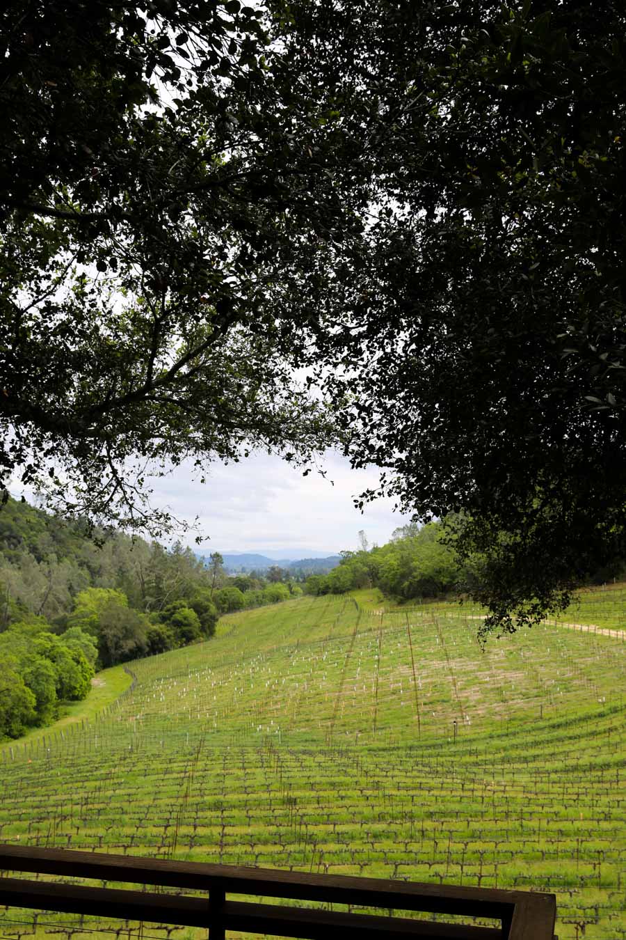 Vineyards through small valley looking into the distance