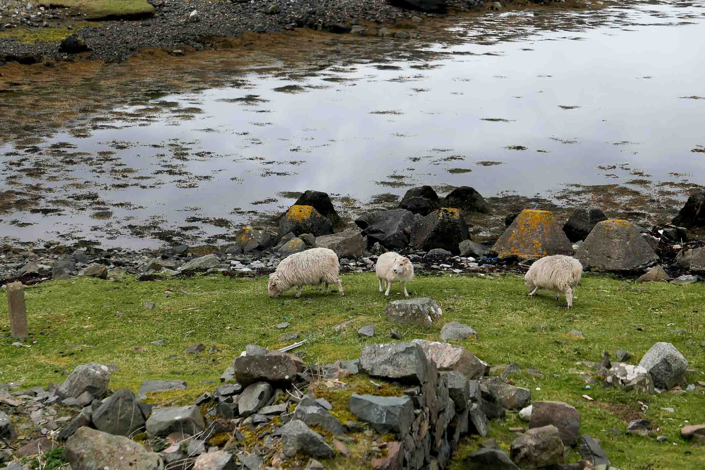 Shetland Isles + Orkney Islands Travel Guide - Town of Scalloway with Castle