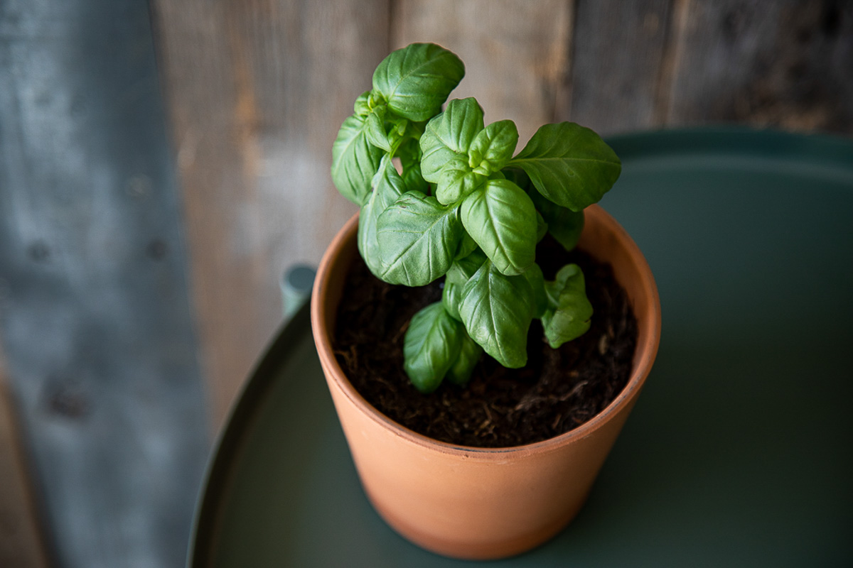 fresh basil in pot