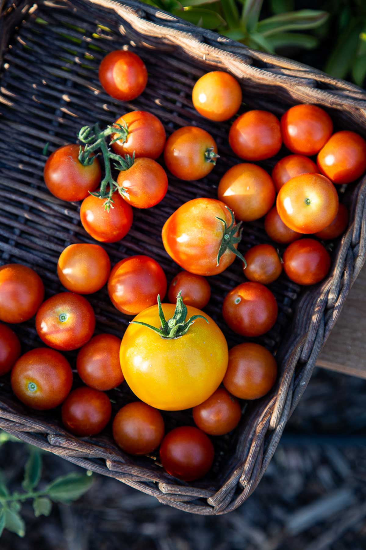 mixed tomatoes in basket