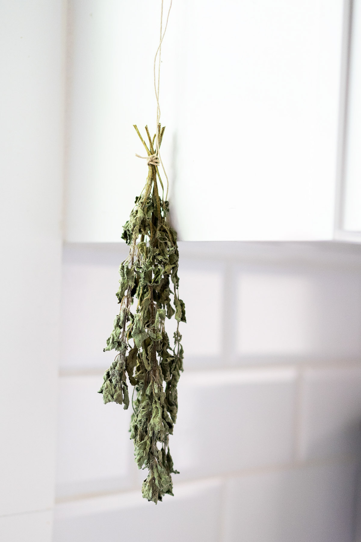 Hanging Herbs for Drying - How to Dry Basil