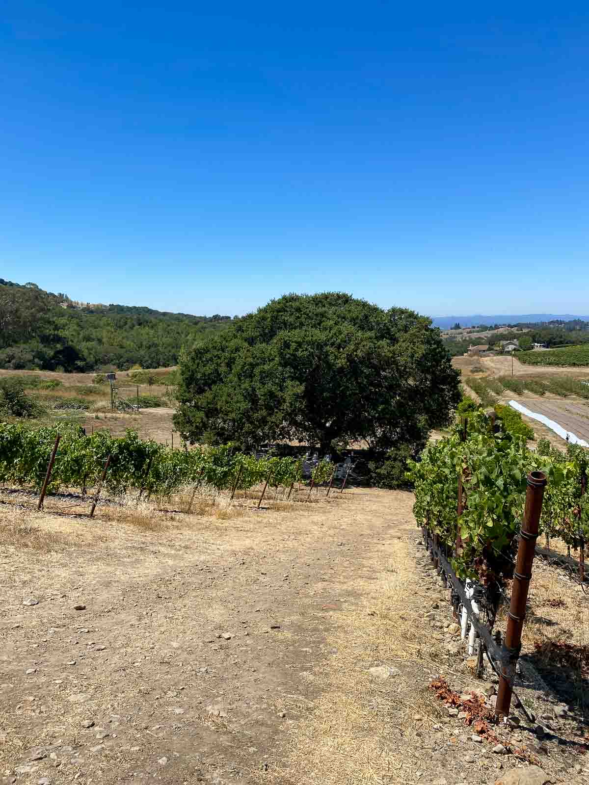 Best Winery near Santa Rosa - Belden Barns