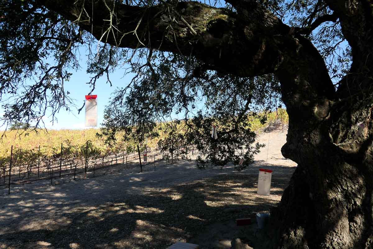Sustainable Sonoma Winery to Visit - Belden Barns
