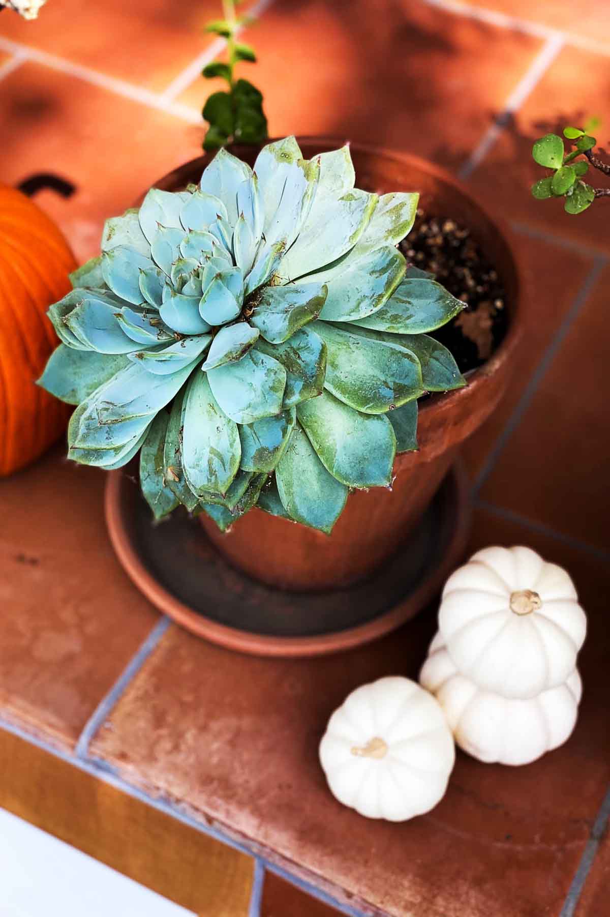 Pumpkin Succulent Porch Decor