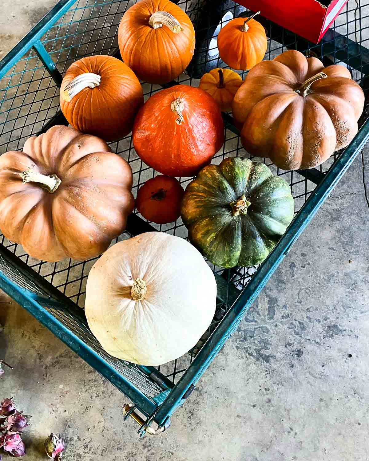 Multicolor Pumpkins in Cart