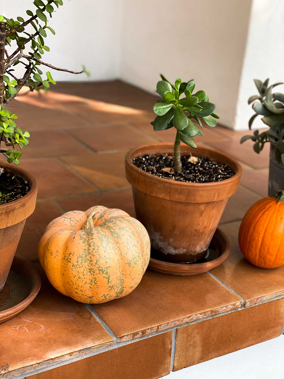 Succulent and orange pumpkn