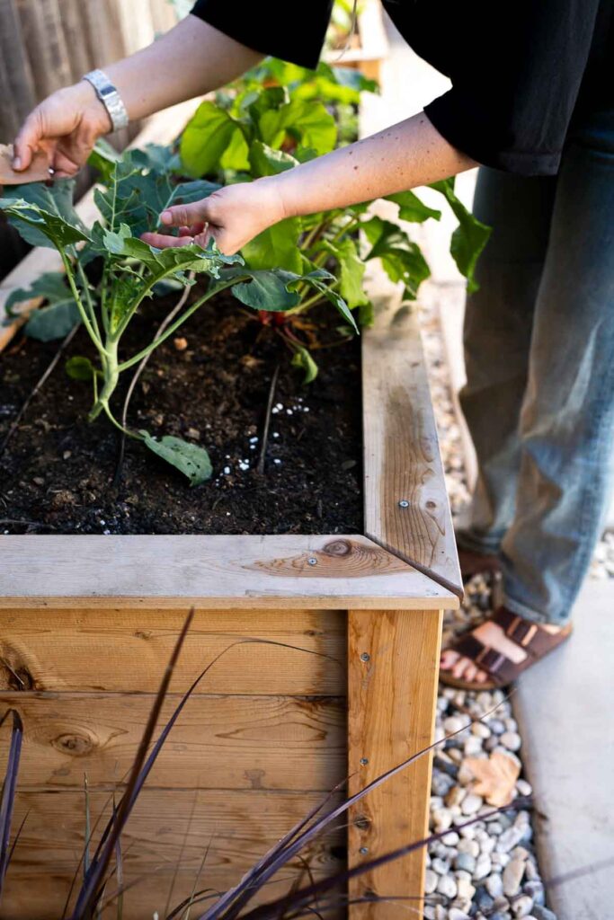 Cedar Garden Beds Review - Eartheasy Raised Beds