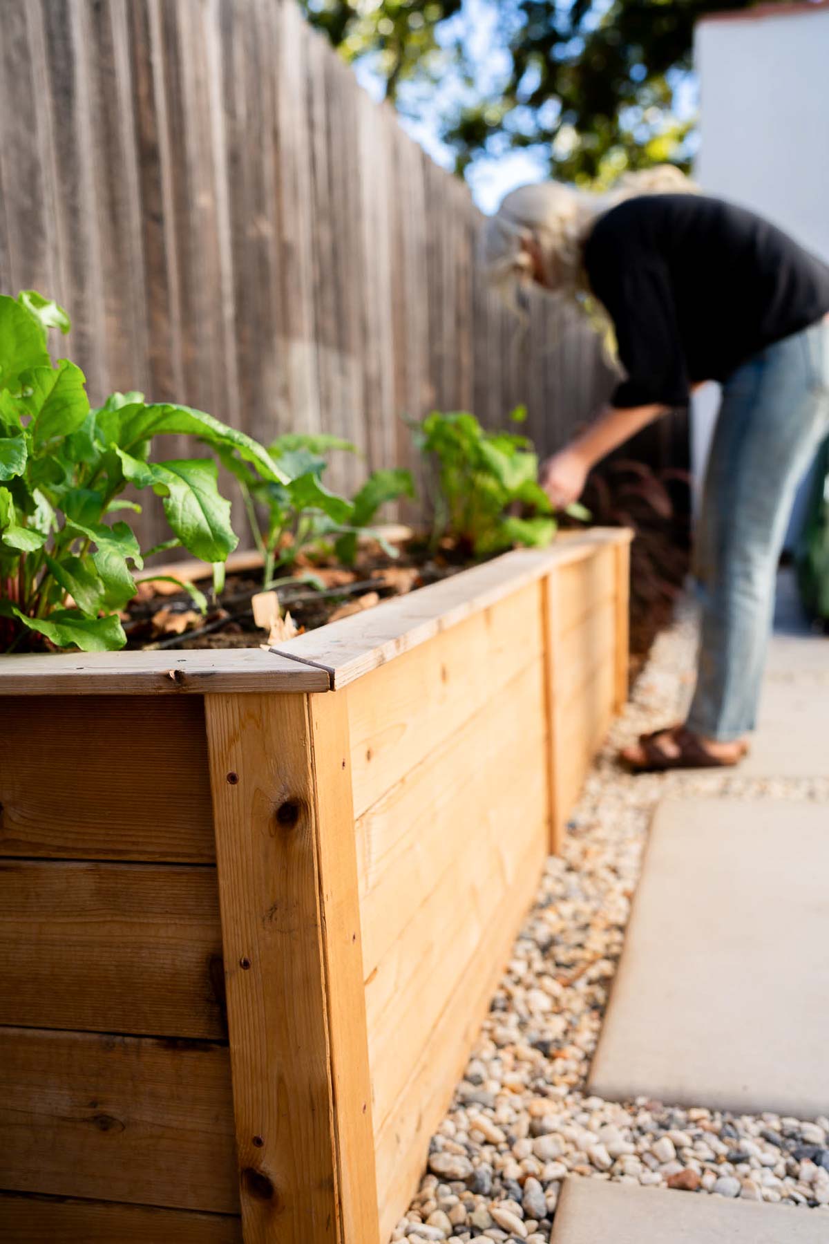 Eartheasy Cedar Garden Beds with plant starts