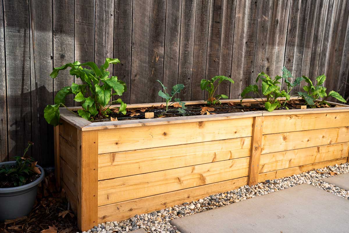 Eartheasy Cedar Garden Beds with plant starts