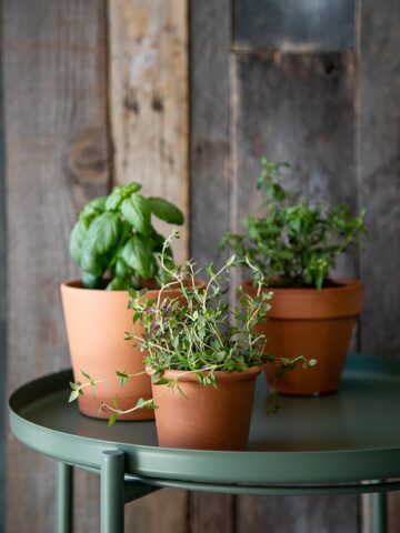 How to Store Fresh Herbs in Fridge