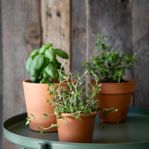 How to Store Fresh Herbs in Fridge