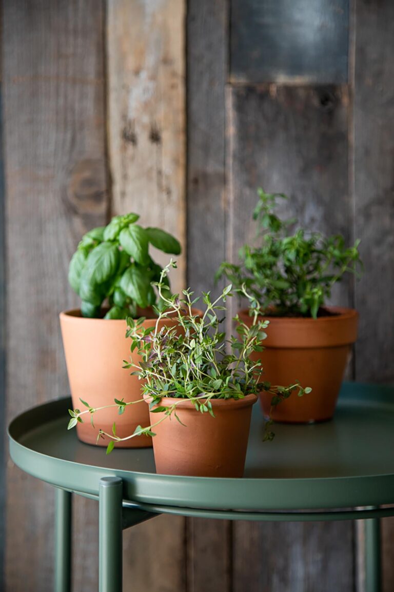 How to Store Fresh Herbs in Fridge
