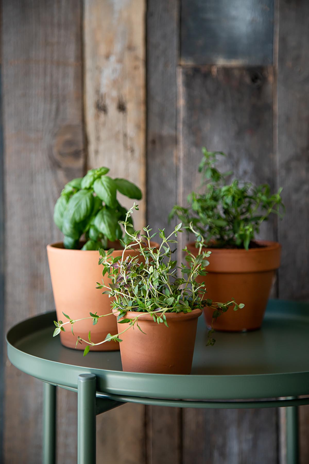 How to Store Fresh Herbs in Fridge