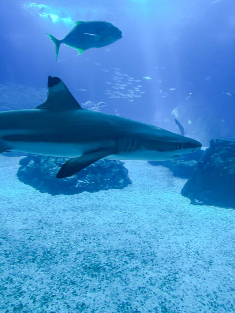 Things to Do in Lisbon - Aquarium