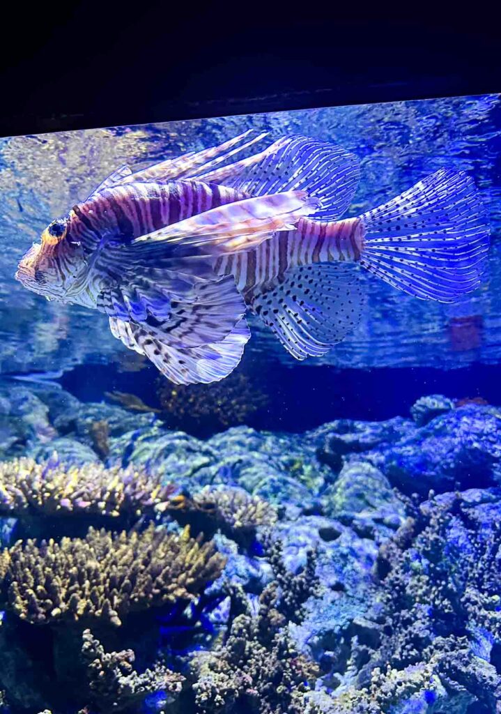 Things to Do in Lisbon - Aquarium