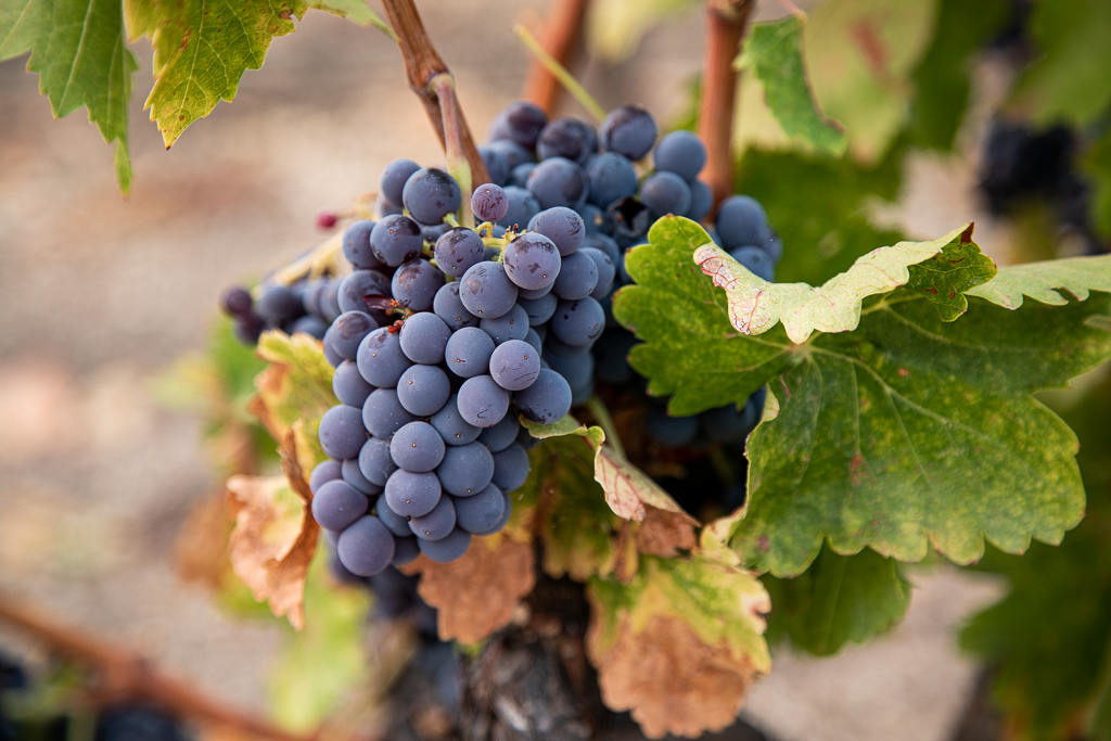 grapes on the vine